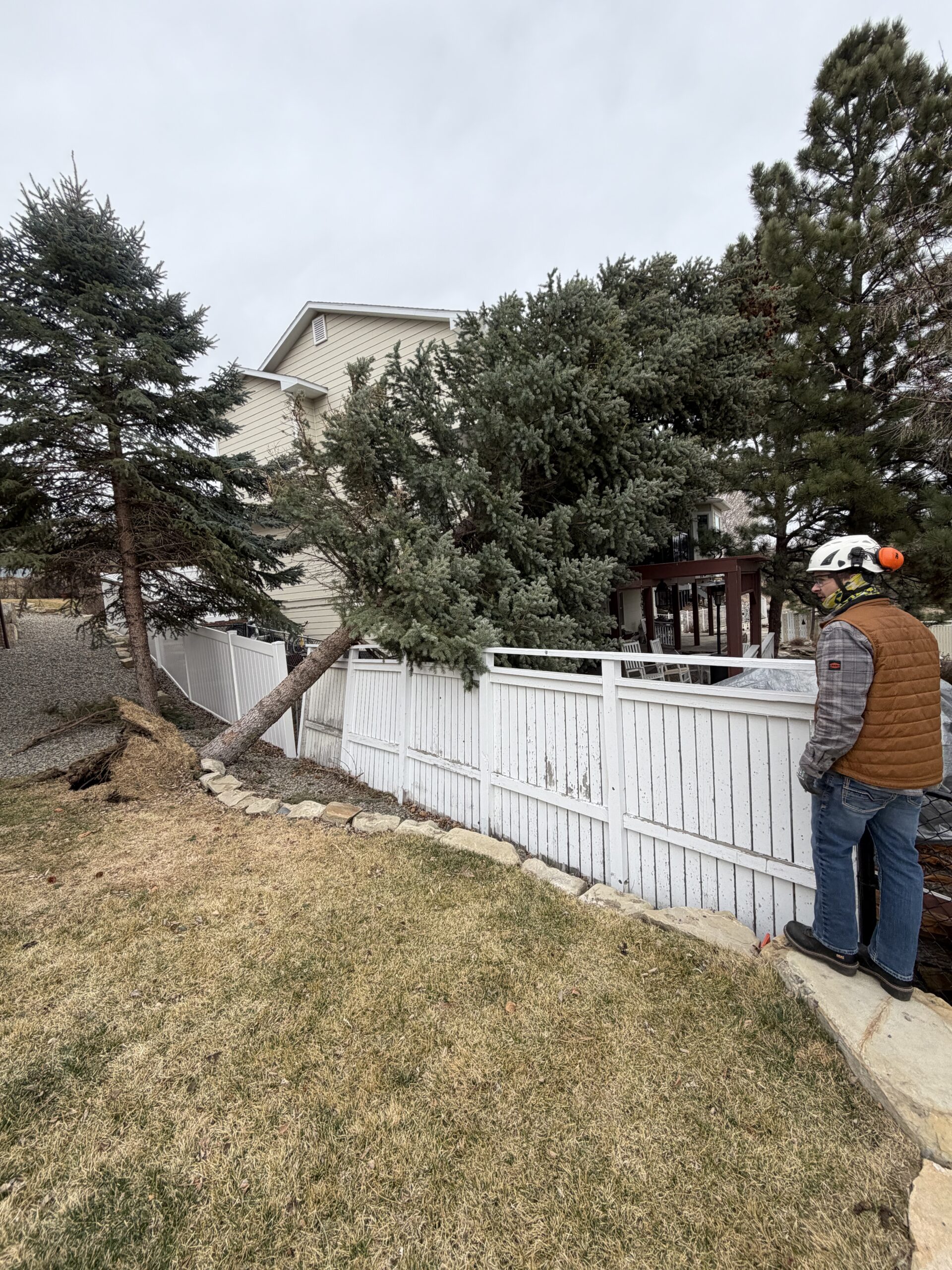 Pine Tree Removal in Billings MT: Why They Uproot in High Winds & How We Help in 4 Positive Steps and claim a free $100 1 Pine Tree Removal in Billings MT After Recent Winds