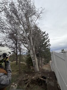 Aspen tree uprooted by wind in Billings MT – exposed roots after Montana storm