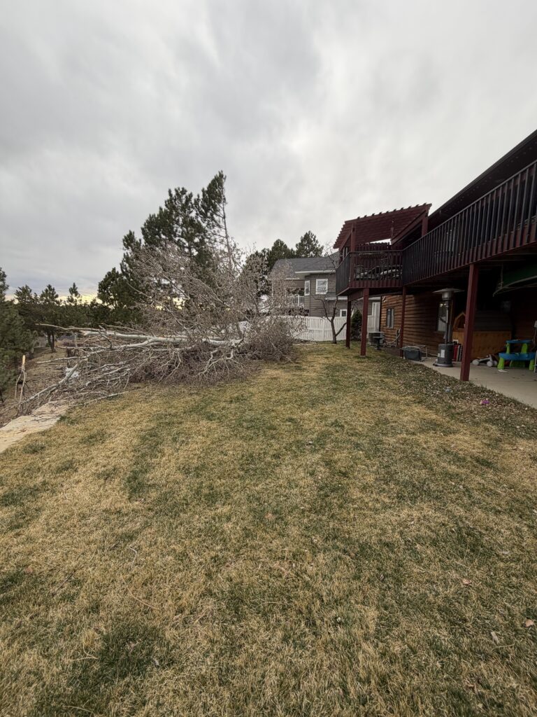 1 Aspen Uprooted by Montana Winds in Billings – We Felled It Safely Before the Snow Hit 2 Safely felled Aspen after wind damage in Billings – All Tree Works tree removal job