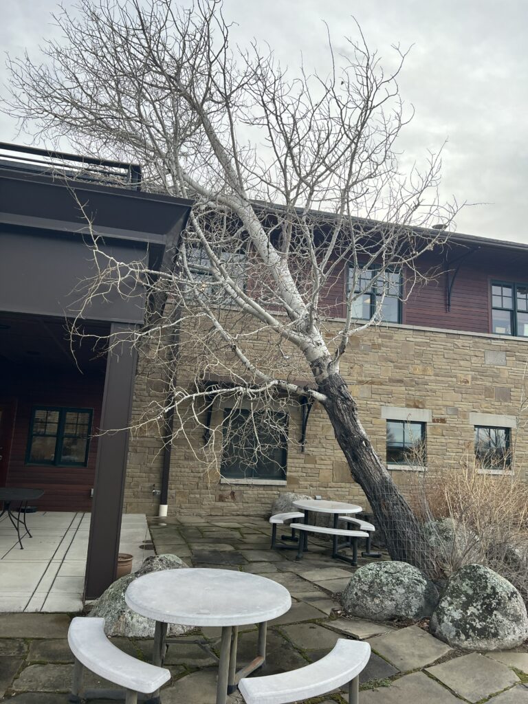 7 Urgent Signs You Need Emergency Tree Removal in Billings MT Right Now 1 Emergency tree removal in Billings MT – Aspen tree that fell onto a deck requiring immediate professional removal by All Tree Works