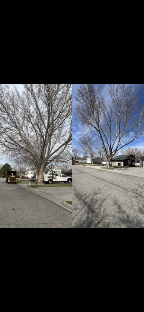 8 Powerful Reasons to Fix Low Hanging Branches Billings MT Now 1 Before and after low hanging branches removal and tree trimming in Billings MT by All Tree Works
