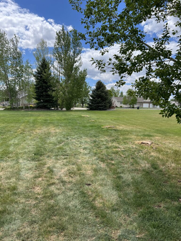 Drought Stress Trees Billings: How to Spot and Fix Summer Tree Problems 1 drought stress trees Billings